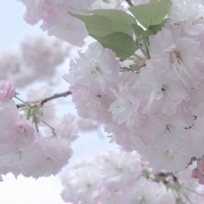 沙坡头福瑞交流群